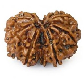 Certified Gauri-Shankar Rudraksha Beads Natural Original Beads By CEYLONMINE Certified Gauri-Shankar Rudraksha Beads Natural Original Beads By CEYLONMINE
