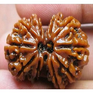 Original Gauri-Shankar Rudraksha Beads By CEYLONMINE Original Gauri-Shankar Rudraksha Beads By CEYLONMINE