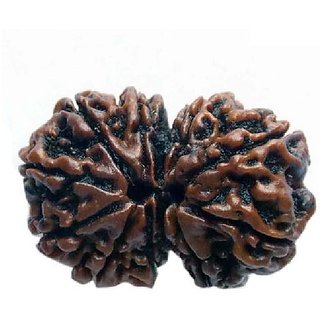                       CEYLONMINE - Lab Certified Shiv Shakti (Moksha) Beads Gauri-Shankar Rudraksha Beads By CEYLONMINE                                              