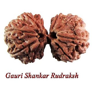 Original Gauri-Shankar Rudraksha Beads By CEYLONMINE Original Gauri-Shankar Rudraksha Beads By CEYLONMINE