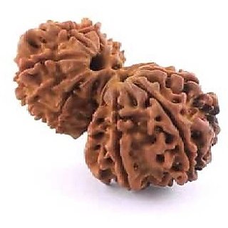Natural Original Gauri-shankar Rudraksha Beads For Unisex By CEYLONMINE Natural Original Gauri-shankar Rudraksha Beads For Unisex By CEYLONMINE