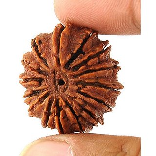 Certified 15 Mukhi Rudraksha Beads Original Natural Shiv Shakti Rudraksha Beads BY CEYLONMINE Certified 15 Mukhi Rudraksha Beads Original Natural Shiv Shakti Rudraksha Beads BY CEYLONMINE