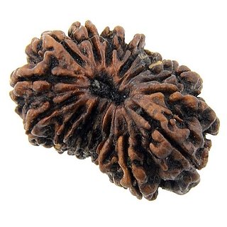                       15 Mukhi Rudraksha Beads Certified Beads For Unisex By Ceylonmine                                              