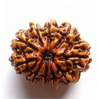 Rudraksha Beads 10 Mukhi Face Certified Shiv Shakti Beads Rudraks Rudraksha Beads 10 Mukhi Face Certified Shiv Shakti Beads Rudraks