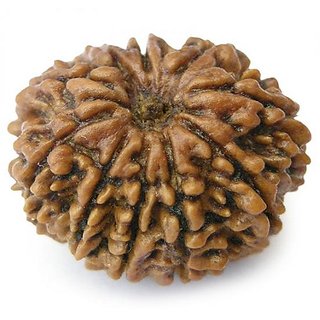 100 Original And Lab Certified 10 Mukhi Rudraksha Beads By CEYLONMINE 100 Original And Lab Certified 10 Mukhi Rudraksha Beads By CEYLONMINE