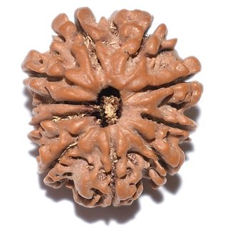 Lab Certified 10 Mukhi/Ten Face Rudraksha Beads BY CEYLONMNE Lab Certified 10 Mukhi/Ten Face Rudraksha Beads BY CEYLONMNE