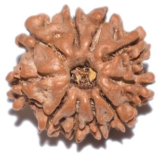                       10 Mukhi Rudraksha Beads Original  Certified Beads For Unisex By CEYLONMINE                                              