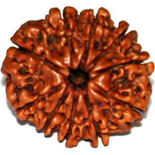                       100 Original  And Lab Certified 10 Mukhi /Ten Face Rudraksha Beads For UNISEX  By CEYLONMINE                                              