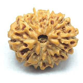 Shiv Shakti Beads Original Lab Certified 10 Face/ Mukhi Rudraksha Beads By CEYLONMINE Shiv Shakti Beads Original Lab Certified 10 Face/ Mukhi Rudraksha Beads By CEYLONMINE