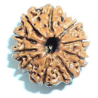 Shiv Shakti Beads Original Lab Certified 10 Mukhi Rudraksha Beads By CEYLONMINE Shiv Shakti Beads Original Lab Certified 10 Mukhi Rudraksha Beads By CEYLONMINE