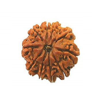                       10 Face/Mukhi Rudraksha Natural  Lab Certified 10 Face Shiv Shakti Beads For Unisex BY CEYLONMINE                                              