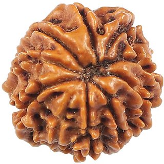 100 Original And Lab Certified 10 Mukhi Rudraksha Beads By CEYLONMINE 100 Original And Lab Certified 10 Mukhi Rudraksha Beads By CEYLONMINE