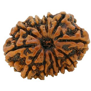                       10 Mukhiface Natural Rudraksha Beads By Ceylonmine                                              