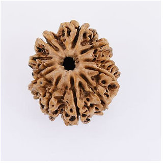                       Natural Rudraksha 11 Mukhi Rudraksha Beads  By CEYLONMINE                                              
