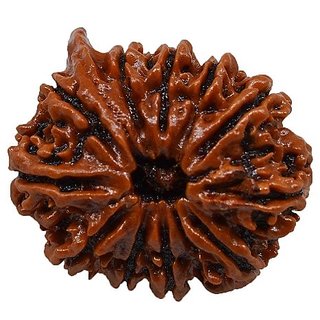                       Lab Certified Rudraksha Beads 12 Mukhi/Face Shiv Shakti Beads By CEYLONMINE                                              