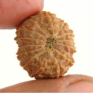 100 Original And Lab Certified 14 Mukhi/ Face Rudraksha Beads For UNISEX By CEYLONMINE 100 Original And Lab Certified 14 Mukhi/ Face Rudraksha Beads For UNISEX By CEYLONMINE