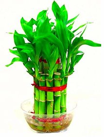 Bonsai Bamboo Tree Seeds 1 Cm X 1 Cm X 1 Cm - Pack Of 10