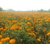 PuspitaNursery Marigold Flower Seed Orange Color African Variety Best Quality For Farming 100gm in a Secured Packet