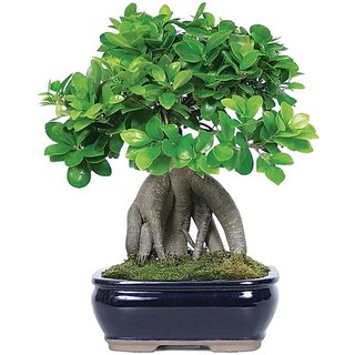 Buy fatuba banyan bonsai tree seeds 10 per packet Online ...