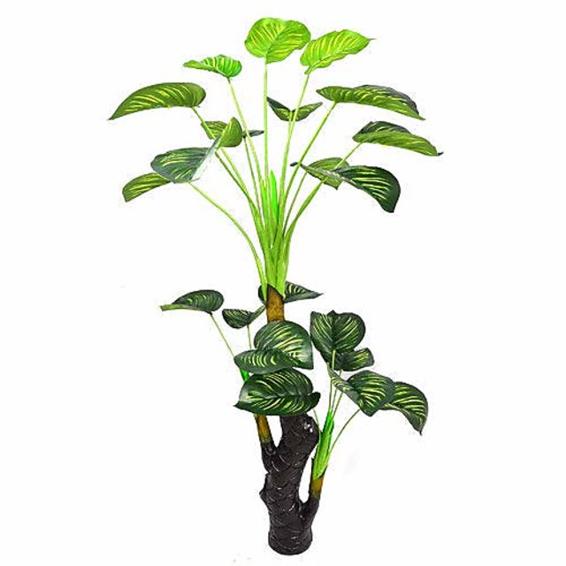 money plant bonsai