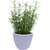 Skycandle Handcrafted Pottery Ceramic Planter Pot for Indoor Plants,Planters,Flower pots,gamla for Indoor,Outdoor,Balcon