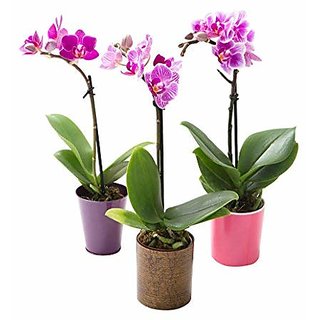 PuspitaNursery Single Orchid Live Plant Multi-color Best Decoration of Your loving space