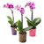 PuspitaNursery Single Orchid Live Plant Multi-color Best Decoration of Your loving space