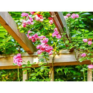 PuspitaNursery Rare Climbing Rose Living Perennial Plant Pink Color Best for Your Loving Space
