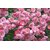 PuspitaNursery Rare Climbing Rose Living Perennial Plant Pink Color Best for Your Loving Space