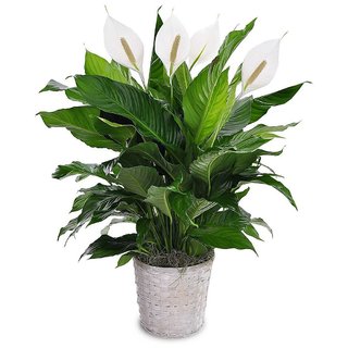 PuspitaNursery Live Peace Lily or Spathiphyllum Green Color Indoor Plant.