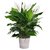 PuspitaNursery Live Peace Lily or Spathiphyllum Green Color Indoor Plant.