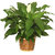 PuspitaNursery Live Peace Lily or Spathiphyllum Green Color Indoor Plant.