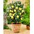 Puspita Nursery White Indonesian Seedless Guava Live Plant Sweet for All