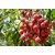 PuspitaNursery Live Sweet Litchi 1.5ft Healthy  Fresh Plant Short Time Fruit