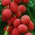 PuspitaNursery Live Sweet Litchi 1.5ft Healthy  Fresh Plant Short Time Fruit