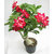 Puspita Nursery Desert Rose Adenium Live Indoor Flower Plant
