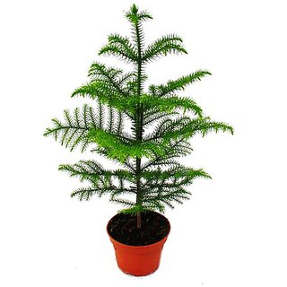 PuspitaNursery Christmas or Araucaria (Heterophylla) Air Purifier Green Live Plant