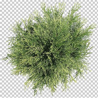Puspita Nursery Live Junipers Plant for Outdoor Indoor uses Healthy  Fresh condition @545/pc