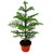 PuspitaNursery Christmas or Araucaria (Heterophylla) Air Purifier Green Live Plant