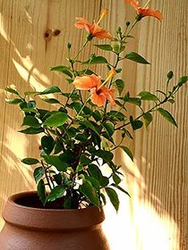 PuspitaNursery Hibiscus or China Rose Live Plant Bangalore Variety