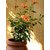 PuspitaNursery Hibiscus or China Rose Live Plant Bangalore Variety