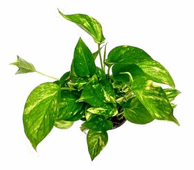 PuspitaNursery Living Money Plant Green Indoor for Decoration (Pot included)