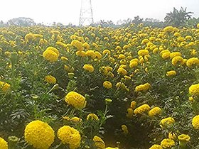 PuspitaNursery African Marigold F1 Hybrid Flower Seeds for Farming in a Secured Packet, Yellow (100 g)