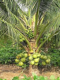 Rare Grafted Hybrid Coconut Plant Short Time Fruit.