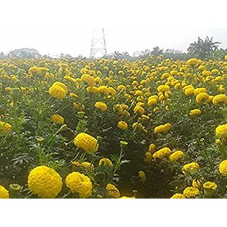                       PuspitaNursery African Marigold F1 Hybrid Flower Seeds for Farming in a Secured Packet, Yellow (100 g)                                              