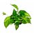 PuspitaNursery Living Money Plant Green Indoor for Decoration (Pot included).