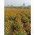 Puspita Nursery Orange Marigold Flower Seed African Variety for Farming (100 g).