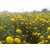 PuspitaNursery African Marigold F1 Hybrid Flower Seeds for Farming in a Secured Packet, Yellow (100 g)