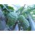 Puspita Nursery Rare Sugar-Apple Sitafal fruit Plant (Annona squamosa) Rare Variety Fresh  Healthy Pl