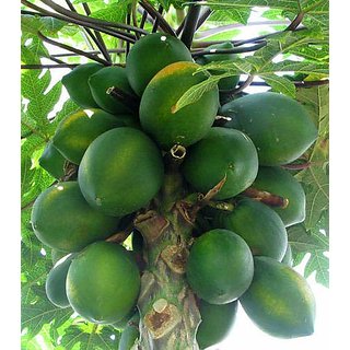 Puspita Nursery Rare Exotic Tropical Thailand Dwarf Honey Papaya Fruit Live Plant.